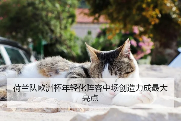 荷兰队欧洲杯年轻化阵容中场创造力成最大亮点